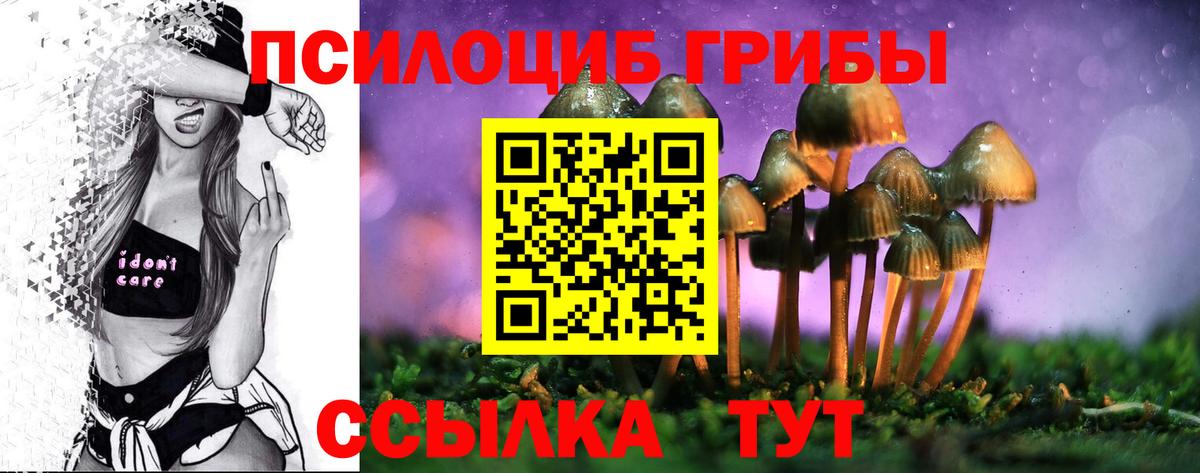 Зеленогорск  Псилоцибиновые грибы Psilocybe  Вход с VPN 